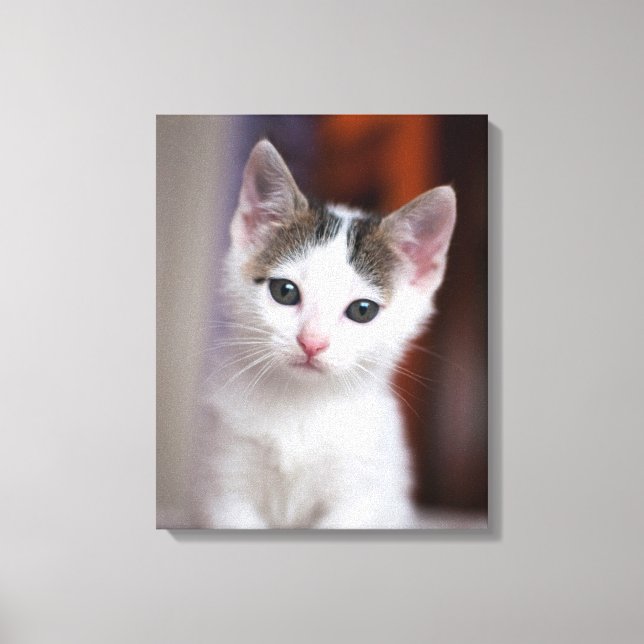 Impressão Em Tela Gatinho branco (Frente)