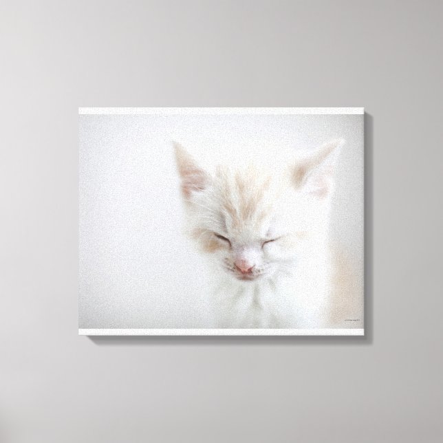 Impressão Em Tela Gatinho Branco Dormindo (Frente)