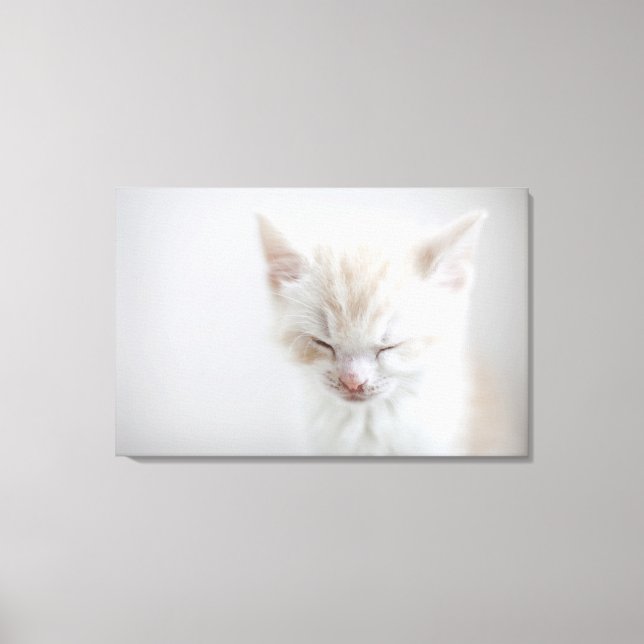 Impressão Em Tela Gatinho Branco Dormindo (Frente)