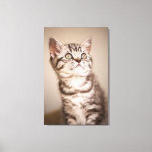 Impressão Em Tela Gatinho britânico cinzento bonito do cabelo curto