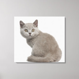 Impressão Em Tela Gatinho britânico de Shorthair (10 semanas velho)
