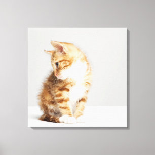 Impressão Em Tela Gatinho do gengibre