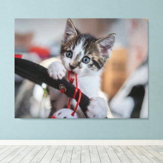 Impressão Em Tela gatinho e bola