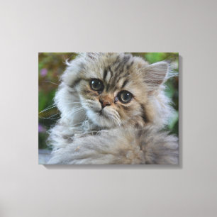 Impressão Em Tela Gatinho Pérsico Bonito