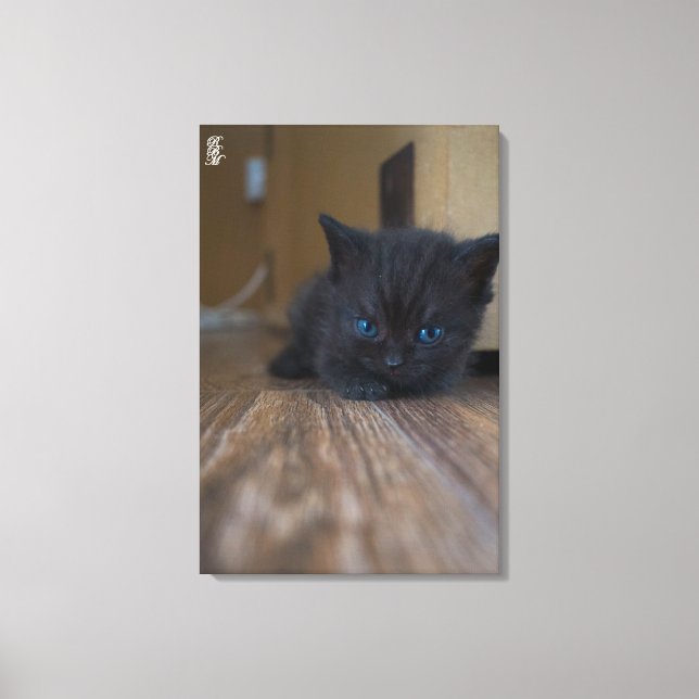 Impressão Em Tela Gatinho Preto (Frente)
