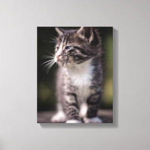 Impressão Em Tela Gatinho que está alto