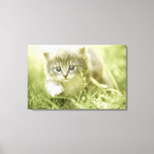 Impressão Em Tela Gatinho que toma etapas na grama