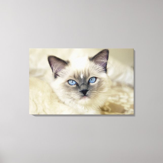 Impressão Em Tela Gatinho Ragdoll (Frente)