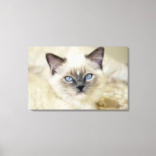 Impressão Em Tela Gatinho Ragdoll