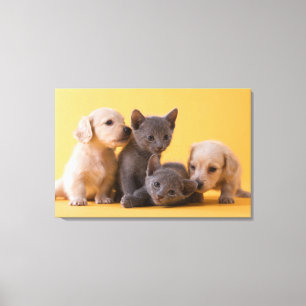 Impressão Em Tela Gatinhos do russo & filhotes de cachorro azuis do
