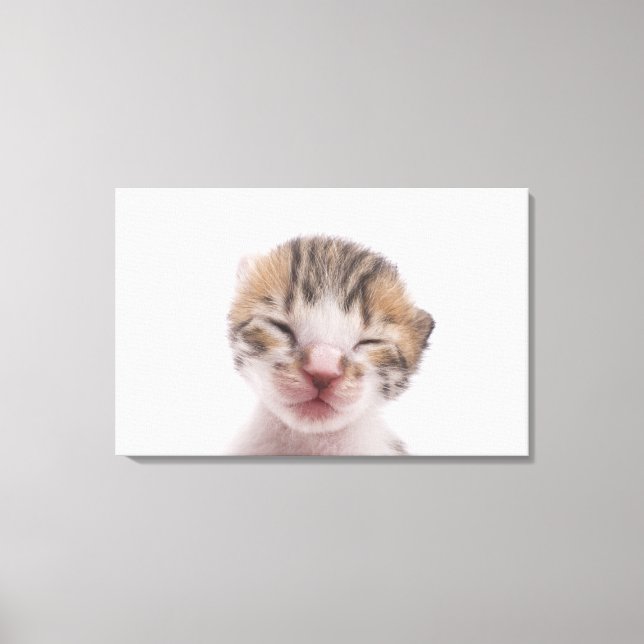 Impressão Em Tela Gato adormecido (Frente)