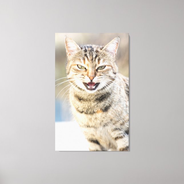 Impressão Em Tela Gato bonito (Frente)