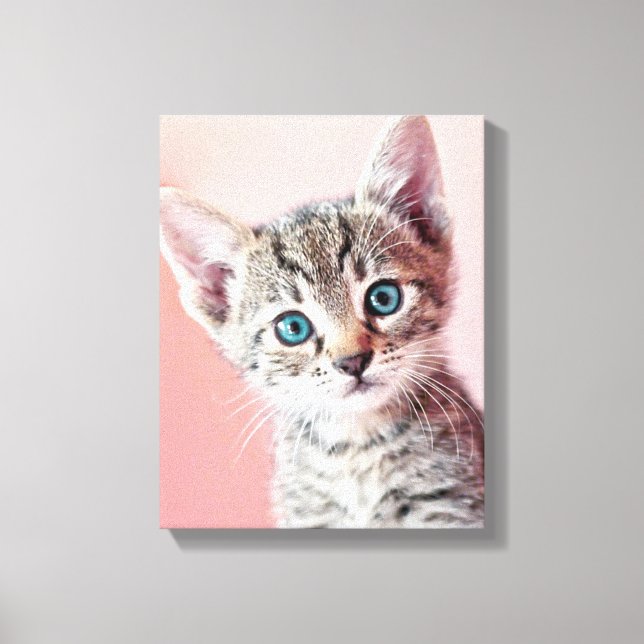 Impressão Em Tela Gato bonito com olhos azuis. (Frente)