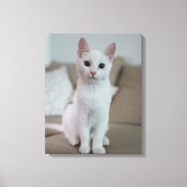 Impressão Em Tela gato branco