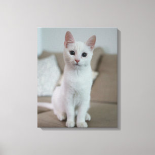 Impressão Em Tela gato branco