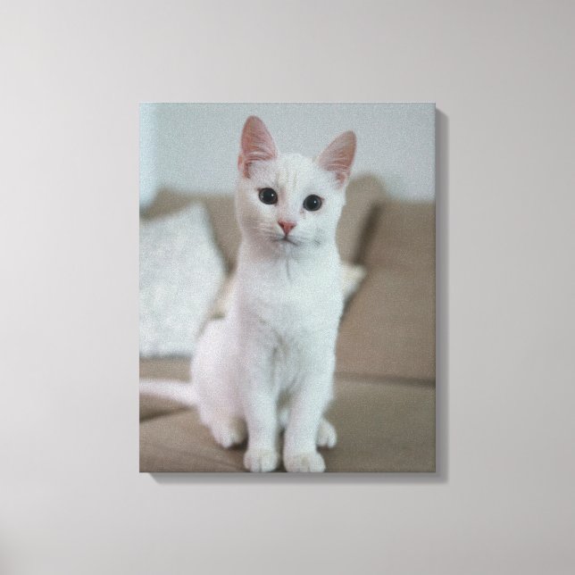 Impressão Em Tela gato branco (Frente)