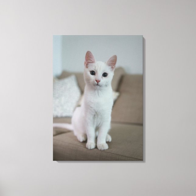 Impressão Em Tela Gato branco (Frente)