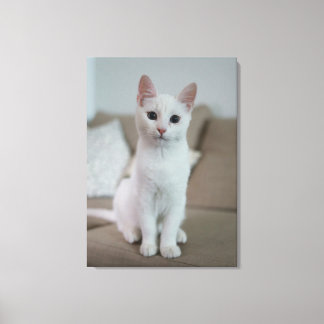 Impressão Em Tela Gato branco