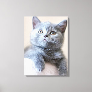 Impressão Em Tela Gato britânico cinzento de Shorthair