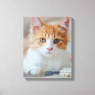 Impressão Em Tela Gato Castanho