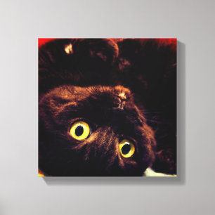 Impressão Em Tela Gato Gelado Escocês de Maçkin