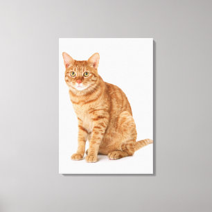 Impressão Em Tela Gato Japonês 6