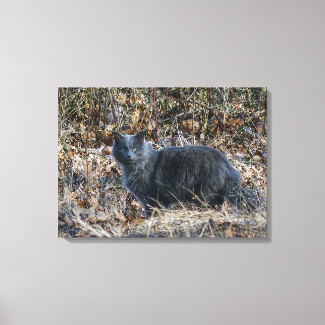 Impressão Em Tela Gato na floresta (Frente)