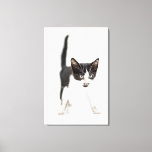 Impressão Em Tela Gato pequeno