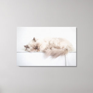 Impressão Em Tela Gato Persa