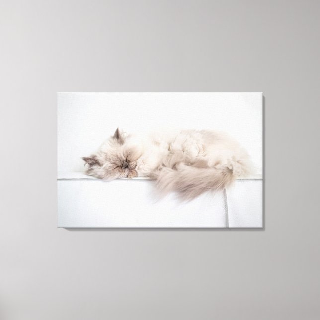 Impressão Em Tela Gato Persa (Frente)