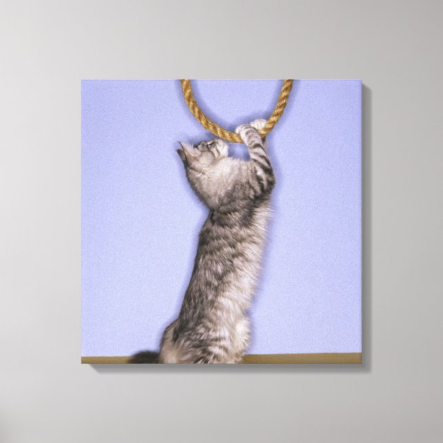 Impressão Em Tela Gato que procura corda (Frente)