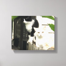 Gatos