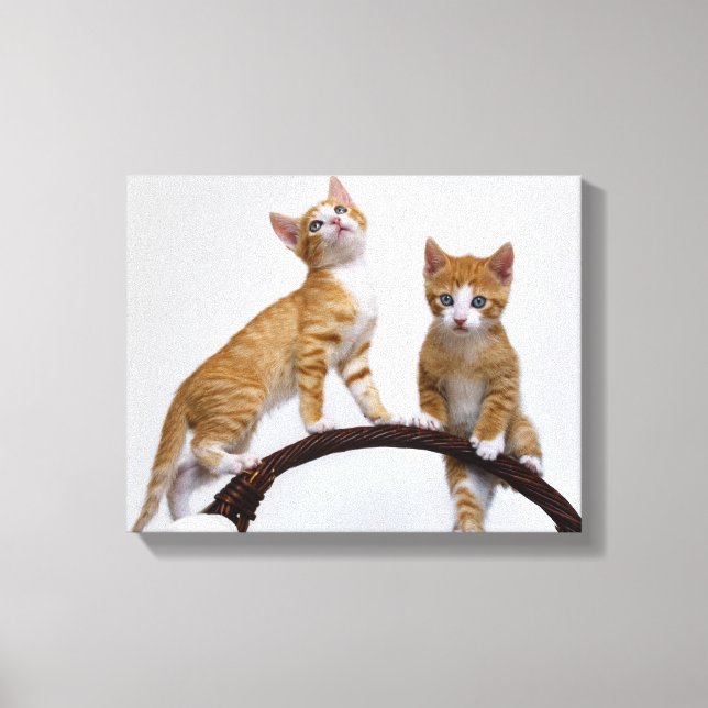 Impressão Em Tela Gatos Bons Gatinhos Engraçados Foto Engraçada De G (Frente)