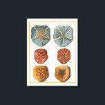 Impressão Em Tela Gemas de dólares de areia<br><div class="desc">Dólares de areia são uma joia marítima única. Esta imagem engloba dólares de areia muito únicos e coloridos. Diderot contrastou estes dólares de areia com um fundo de tom de creme suave. Coloque suas joias de areia no seu produto zazzle hoje.</div>