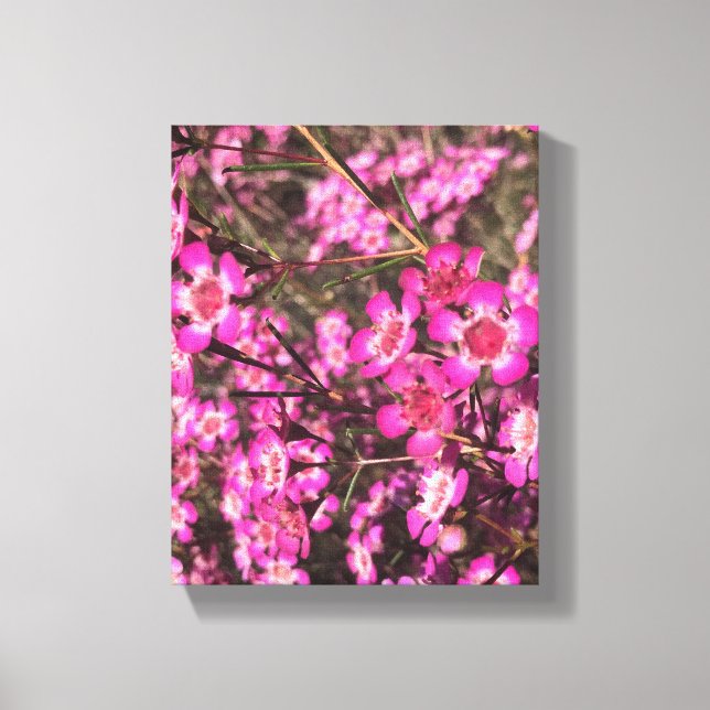 Impressão Em Tela Geraldton Wax (Frente)