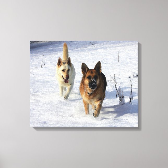 Impressão Em Tela German shepherd correndo na neve (Frente)