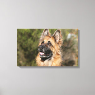Impressão Em Tela German shepherd de cabelos compridos 1