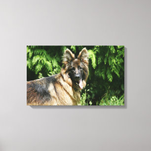 Impressão Em Tela German shepherd de cabelos compridos 1 de Brown