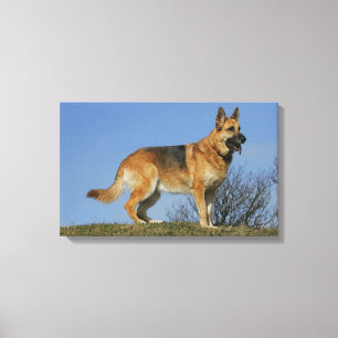 Impressão Em Tela German shepherd de cabelos compridos 2 de Brown