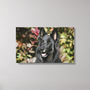 Impressão Em Tela German shepherd de cabelos compridos preto