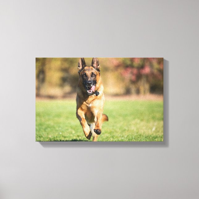 Impressão Em Tela German shepherd em execução (Frente)