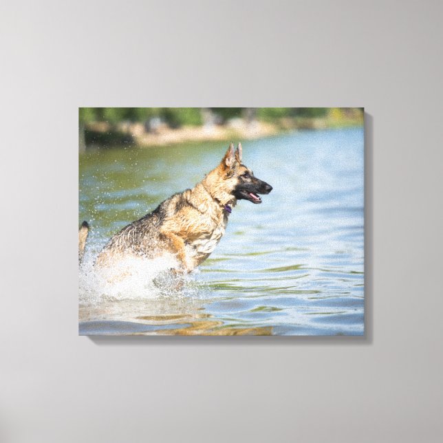 Impressão Em Tela German shepherd Passa Para A Água (Frente)