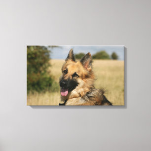 Impressão Em Tela German shepherd que cola a língua para fora