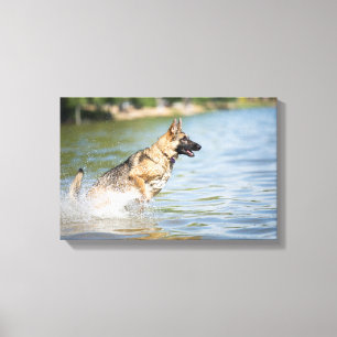 Impressão Em Tela German shepherd Salta Em Água