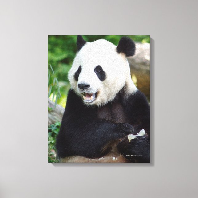 Impressão Em Tela Giant Panda Comendo Bamboo (Frente)