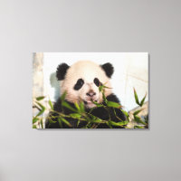 Giant Panda inclinando-se contra a parede