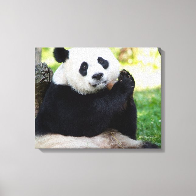 Impressão Em Tela Giant Panda Sitting (Frente)