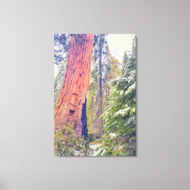 Impressão Em Tela Giant Sequoia (Frente)