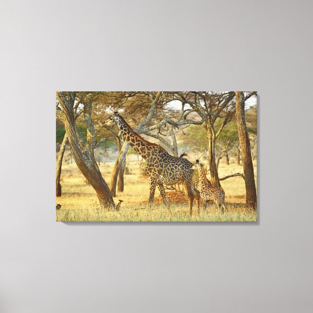 Impressão Em Tela Girafa adulta e juvenil, Girafa (Frente)