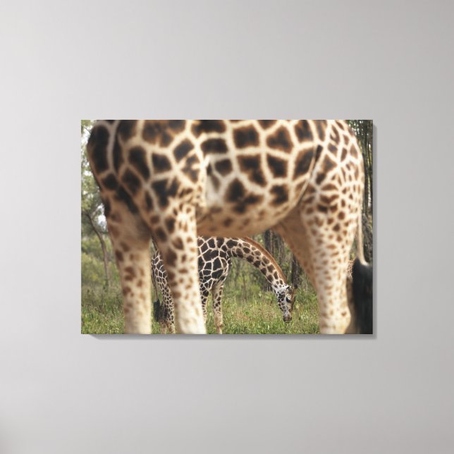 Impressão Em Tela Girafas 4 (Frente)
